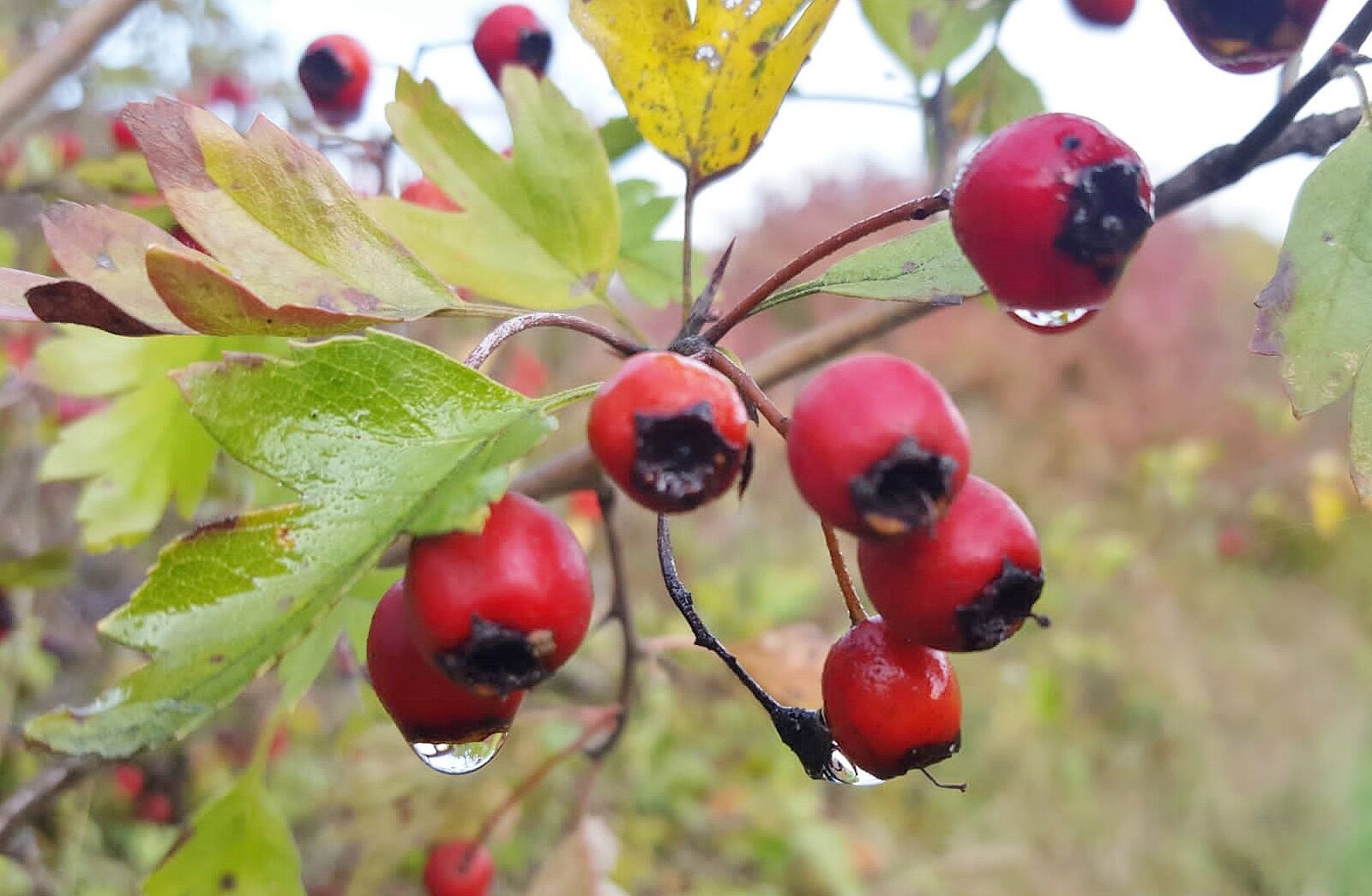 Weissdorn © Doris Wehner