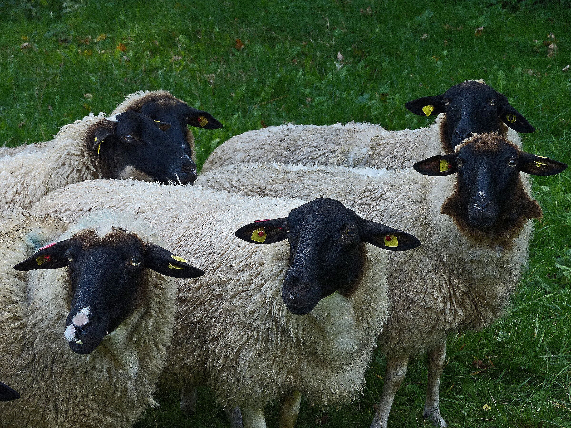 Rhönschafherde © Hubert Kornbrust