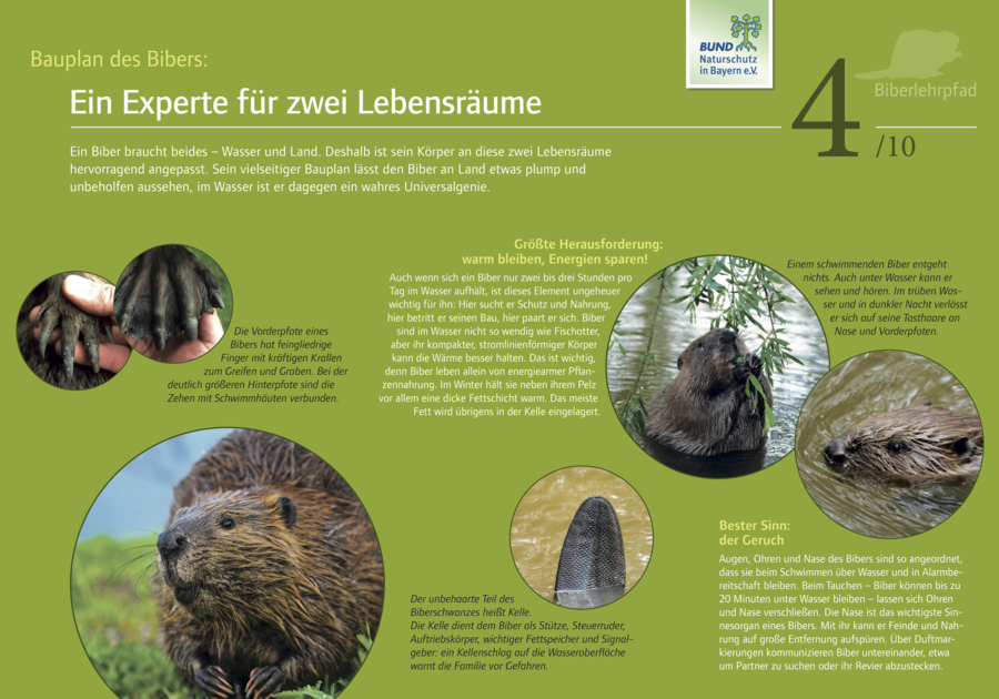 Tafeln des Biberlehrpfades - BUND Naturschutz in Bayern e.V.