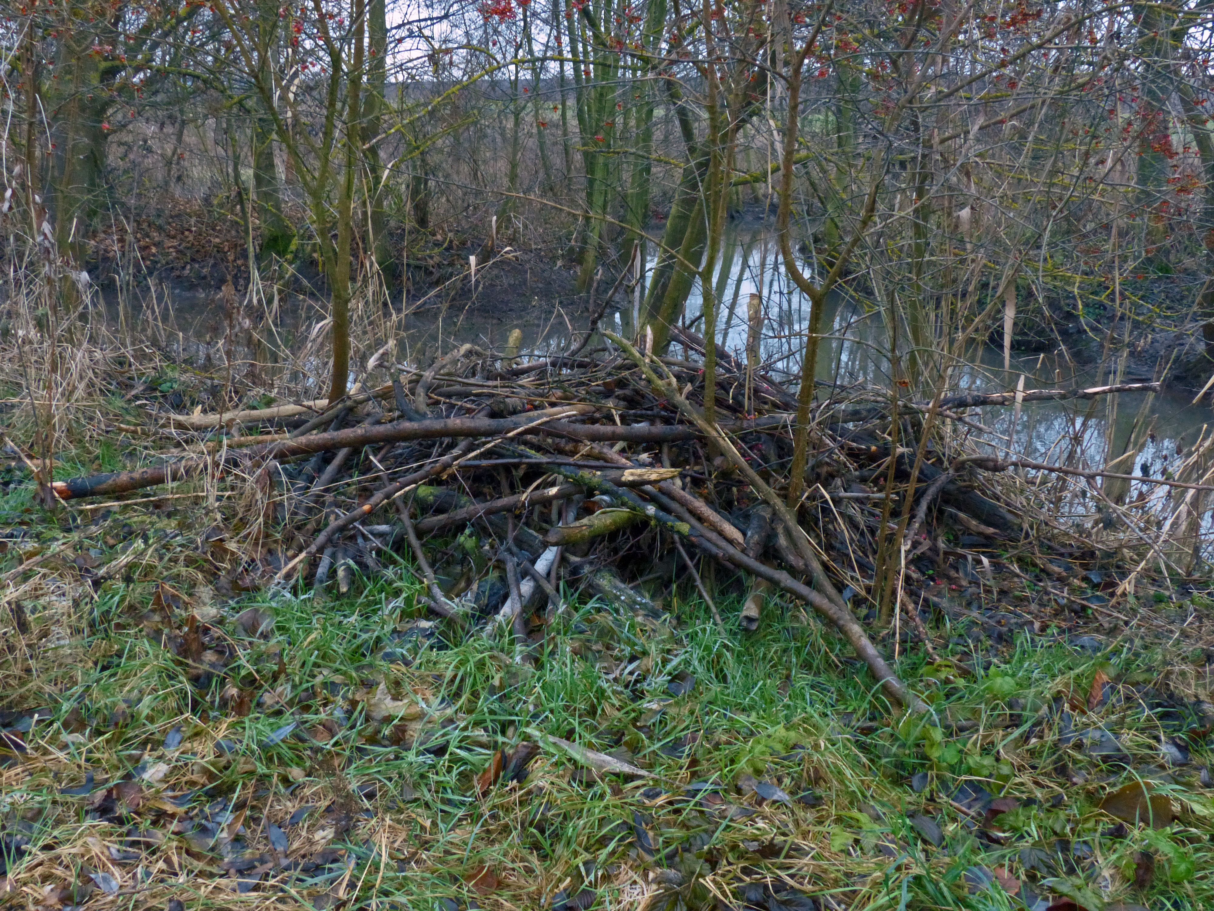 Biberburg an der Fränk. Saale © Hubert Kornbrust