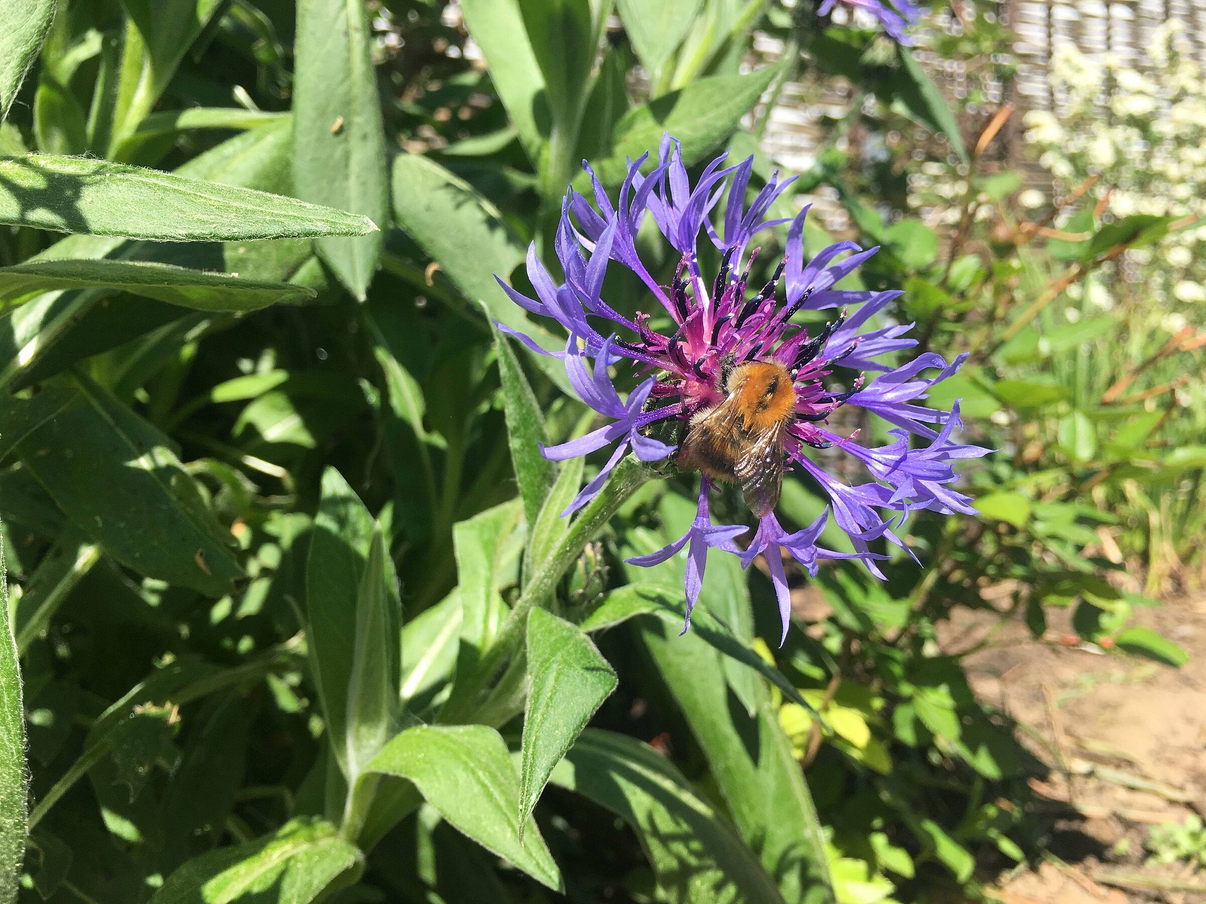 Ackerhummel © Martina Gehret