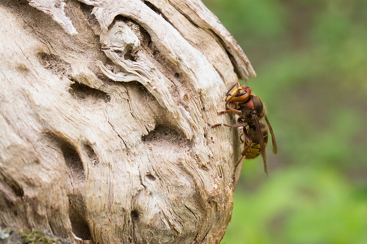 Hornisse © Johannes Selmansberger