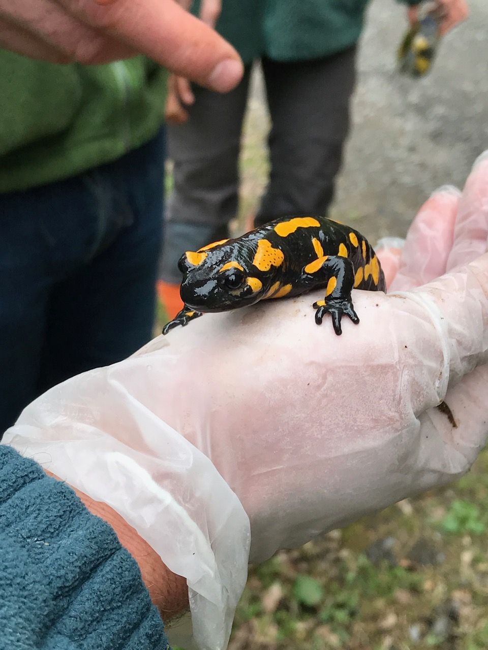 Feuersalamander Beprobung © Georg Göb