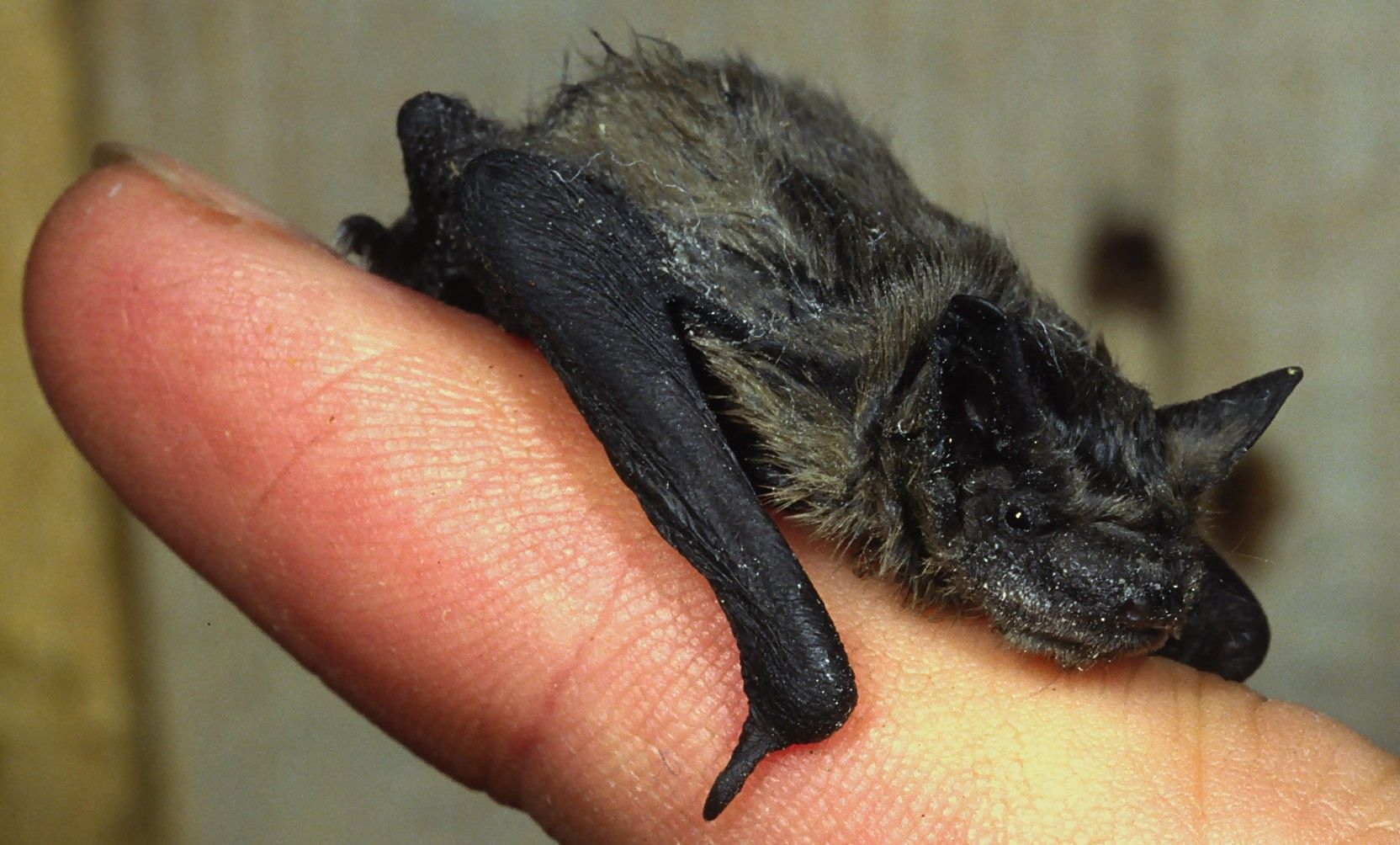Zwergfledermaus Junges © Wolfgang Willner